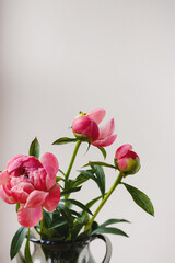 Blooming pink red coral peony flower bouquet with green leaf and stem in a glass vase on minimal white grey background with copy space. Creative floral composition. Botany wallpaper or greeting card.