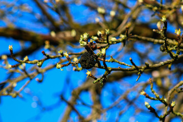 Last year's dried apple survived the winter against a backdrop of blossoming young pagons