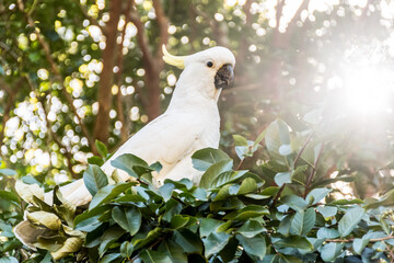 Sulphur-crested cockatoo sitting on the tree close up. Australian wildlife nature in the morning