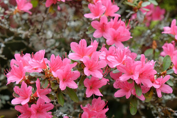 Dainty pink Rhododendron flowers in bloom.