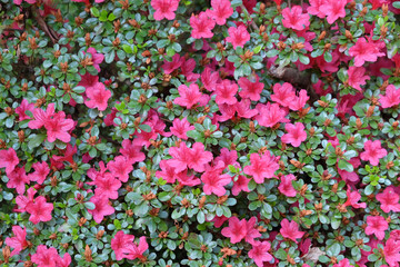 Dainty pink Rhododendron flowers in bloom.