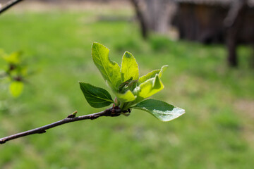 Green bud on an apple tree, green bud phase of an apple tree