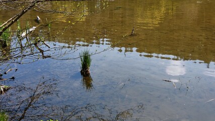 Frühlingserwachen am Teich