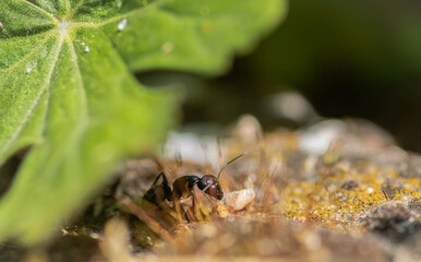 close up ants on the ground , macro nature