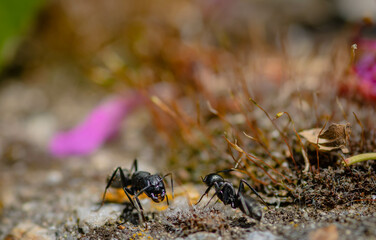 close up ants on the ground , macro nature