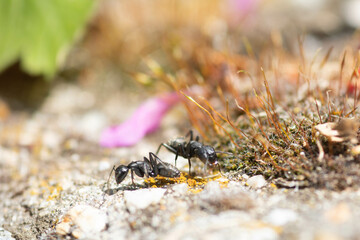 close up ants on the ground , macro nature