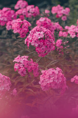 Blooming phlox flowers are bright pink on a long stem with green leaves, on a sunny day, front view. Background. The beauty of nature. Lifestyle. Rural scenes.