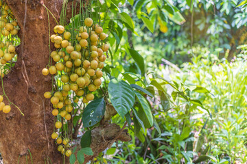 Bunch of Baccaurea ramiflora around the trunk with green leaf background.