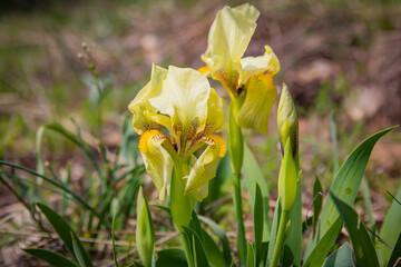 Wild  yellow iris (Iris pumila) close up in  spring. Beautiful flowers , selective focus 