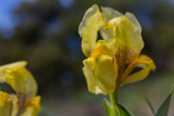 Wild  yellow iris (Iris pumila) close up in  spring. Beautiful flowers , selective focus 