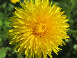 yellow dandelion flower
