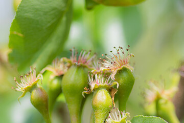 Small ovaries of pear on tree branch. Pear branch with young fruits. Spring time, Selective focus