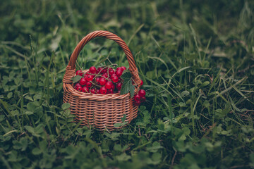 Fototapeta na wymiar A wicker basket filled with ripe sprigs of red currant berries stands on the green grass, front view, a place to insert. Background. The beauty of nature. Healthy lifestyle.