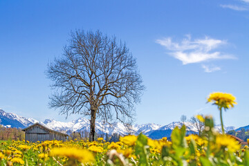 Allgäu - Löwenzahn - Alpen - Frühling - Oberstdorf