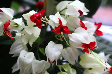 red and white orchids