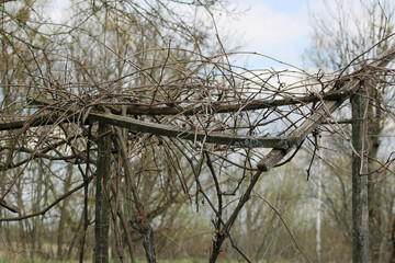 Young grapes on an old wooden frame