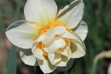 Fototapeta na wymiar white narcissus flower
