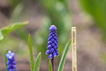 A single blue muscari on a blurry background