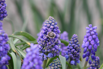 Shaggy beetle on a muskrat flower on a blurry background