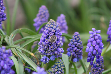 A shaggy beetle on a purple muscari flower 