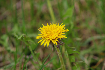 Dandelion opened in early spring.