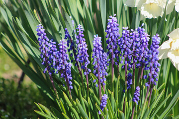 Fototapeta premium Muscari violet tôt le matin. Close-up 