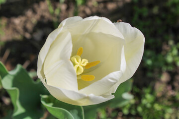 White tulip in close up view