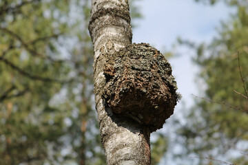 Big burl on birch tree trunk