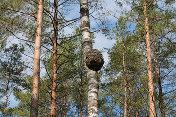 Fototapeta premium Big burl on birch tree trunk