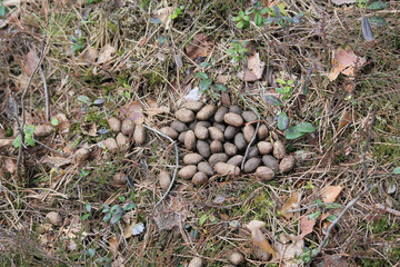 Elk (Alces alces) droppings in forest. April, Belarus