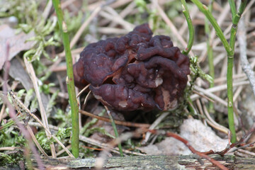 False Morel (Gyromitra esculenta) mushroom in forest. April, Belarus