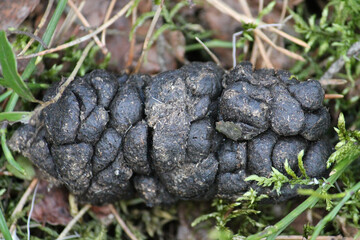 Wild boar (Sus scrofa) droppings in forest. April, Belarus