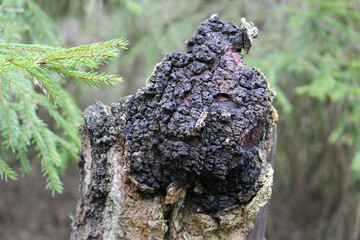 Chaga (Inonotus obliquus) on birch trunk in forest. April, Belarus