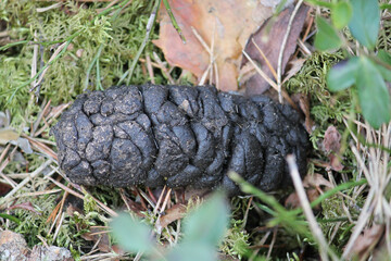 Fototapeta na wymiar Wild boar (Sus scrofa) droppings in forest. April, Belarus