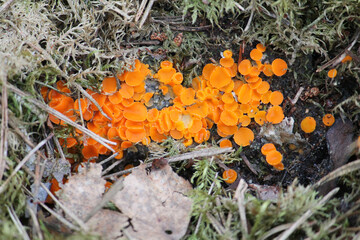 Byssonectria terrestris ascomycete fungus in forest. April, Belarus - 501899883