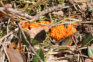 Byssonectria terrestris ascomycete fungus in forest. April, Belarus