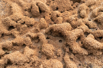 Fototapeta na wymiar Anthill. Ant colony close-up. Small brown dunes made of mud excavated by ants are scattered all over the area.