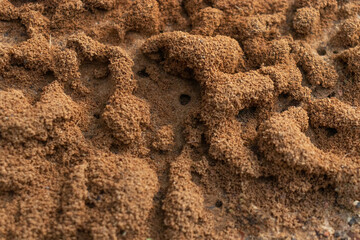 Anthill. Ant colony close-up. Small brown dunes made of mud excavated by ants are scattered all over the area.