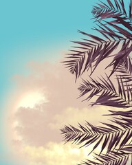 Fototapeta na wymiar Delicate illustration at sunset palm tree branches against the blue sky and the sun sets sunset banner design website wallpaper picture
