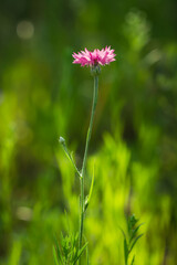 The cornflower (lat. Centaurea cyanus), of the family Asteraceae. The pink cultivar. Central Russia.