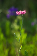 The cornflower (lat. Centaurea cyanus), of the family Asteraceae. The pink cultivar. Central Russia.