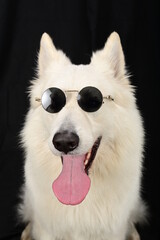 chien blanc avec lunettes de soleil en gros plan, gueule ouverte