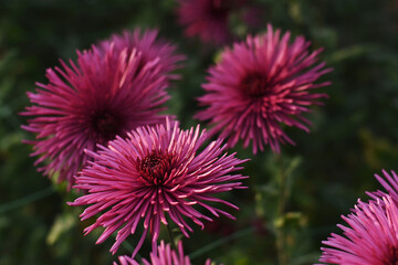 Anastasia Lilac chrysanthemums on a blurry background closeup. Beautiful bright chrysanthemums bloom in autumn in the garden. Chrysanthemum background with a copy of the space