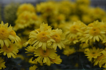 Beautiful yellow Chrysanthemums in garden. Flowers as background picture.