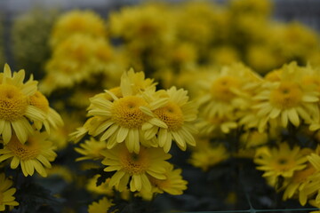 Obraz premium Beautiful yellow Chrysanthemums in garden. Flowers as background picture.