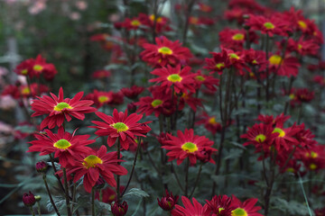 Obraz premium Red chrysanthemums blossom in the autumn garden. Background with red chrysanthemums. Chrysanthemum flowers.