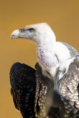 Portrait of a Ruppell's griffon vulture