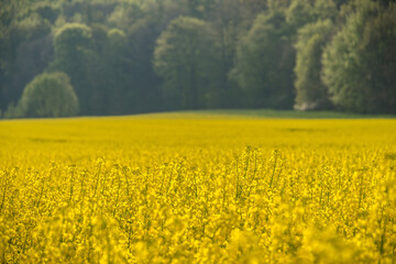 Obraz premium Rapsblüte