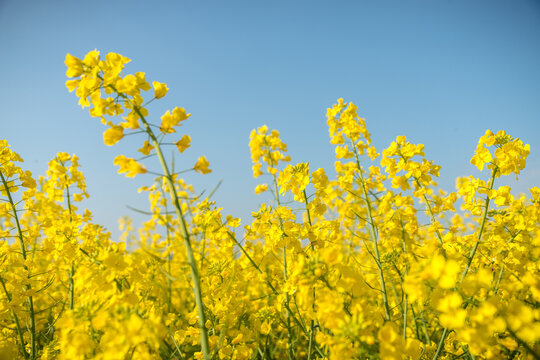 Rapsbl&uuml;te