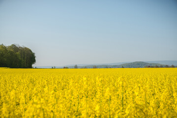 Obraz premium Rapsblüte